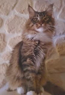 Maine Coon Mix Kitten