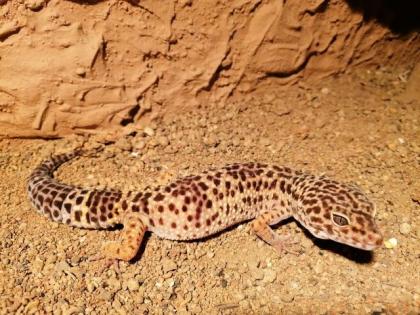 Zwei weibliche Leopardgeckos zu verkaufen
