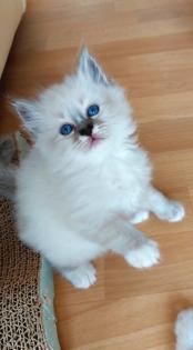 Heilige birma kitten