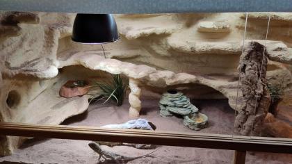 Weibliche Zwergbartagame mit Terrarium und Zubehör abzugeben