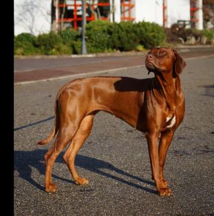 Pigmentstarke Livernose Rhodesian Ridgeback Welpen