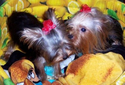 Süsse Yorkshire Terrier