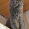 Reinrassige Maine Coon in blue und black