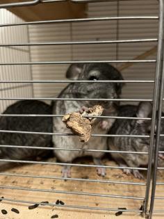 Chinchilla Babys, Weibchen und Männchen