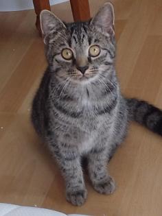 Liebevolles junge Kätzchen und Katerchen
