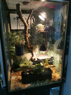 Terrarium komplett Showvitrine Kornnatter