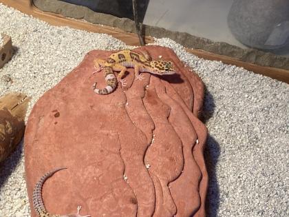 2 Geckos Terrarium und komplette Ausstattung