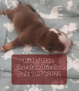 3 Old English Bulldog Welpen suchen bald neues Zuhause -