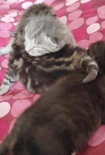 Kitten auf Verhandlungsbasis ab Juli abzugeben