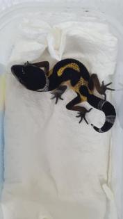 Leopardgecko NZ