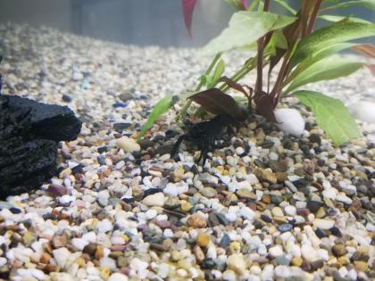 Cherax Lorentzi Krebse und Antennenwelse