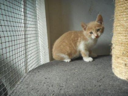 Unsere Katzenmama mit Babys