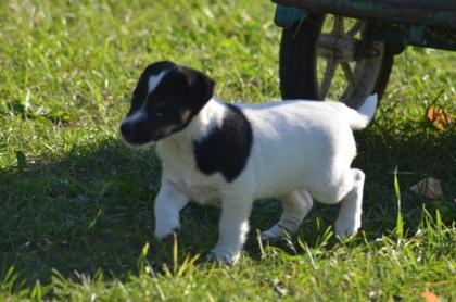 Foxterrier welpen zu verkaufen