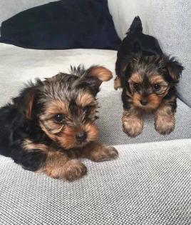 Liebevoller Yorkshire Terrier Steel Blue Welpe