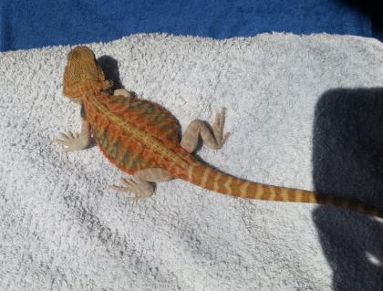 1. 0 Lava Orange Hypo Translucent Leatherback