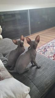 Sphynx Katzen 3 Jungs.