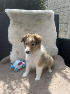 Süße Sheltie Welpen suchen einen Platz zum kuscheln