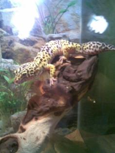 Leopardgecko Männchen, Lavendel, ca. 2 J alt, TOP