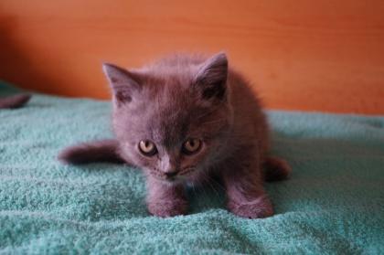 Britisch Kurzhaar Kitten