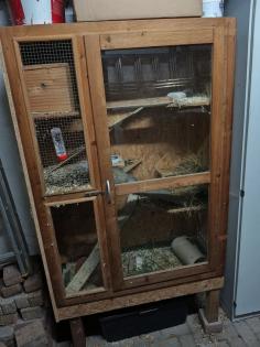 Gutes zuhause für Chinchilla Männchen gesucht