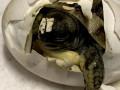 Griechische Landschildkröten abzugeben