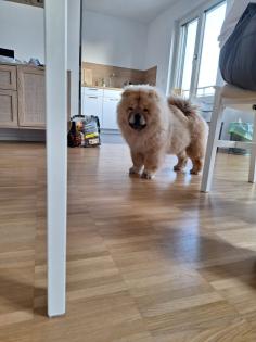 Chow Chow zu verkaufen.