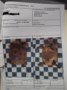Landschildkröten von 2022