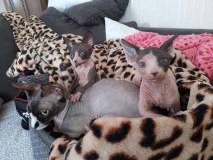 SPHYNX Canadian