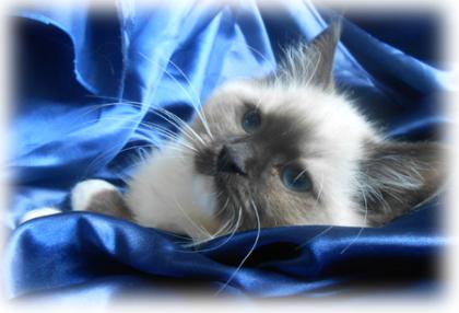 Dreamdolls-Ragdolls - Wir haben Babys