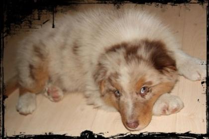 1 Bildhübscher Australian Shepherd Welpe mit ASCA-Papieren
