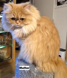 Perser Kitten baby Ab ende Mai 2024 dürfen unsere zwei Kitten ausziehen