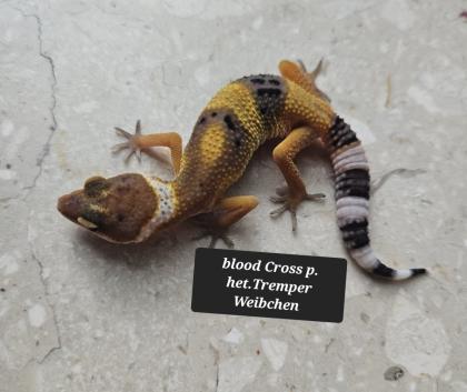 Tolle Leopardgecko Jungtiere aus 2023