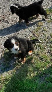 Berner Sennenhund Welpen