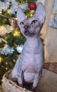Sphynx Mädchen 8 Monate