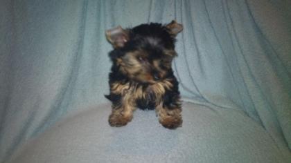 Yorky Welpen