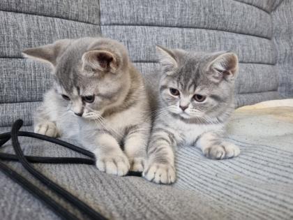 BKH Kitten abholbereit