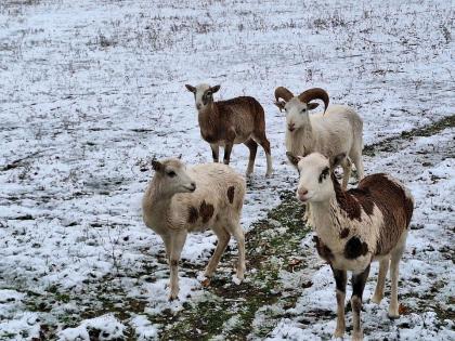 Mufflon Widder Wildschaf Muffelwild