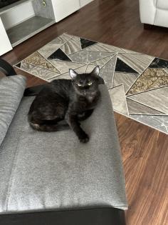 BKH Katzen Sie sind Geschwister