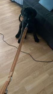 Canocorsa boxer mix