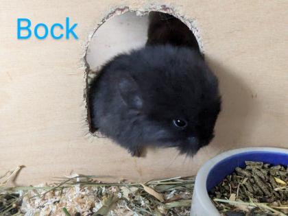 Chinchilla Babys Angora / Angoraträger suchen ein Zuhause