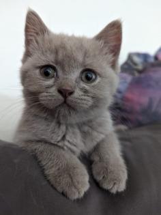 BKH Kitten abgabebereit