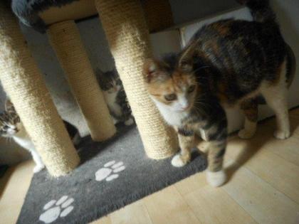 Unsere Katzenmama mit Babys