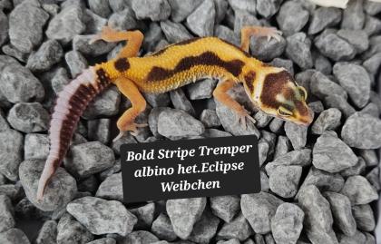 Tolle Leopardgecko Jungtiere aus 2023
