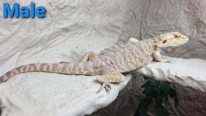 Bartagame mit Terrarium / Terrarium / Bartagame
