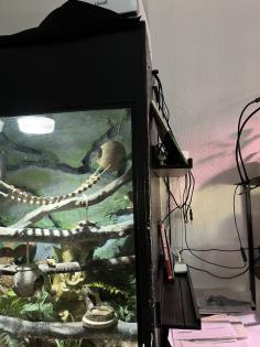 Terrarium und Kronengecko mit komplettem Zubehör