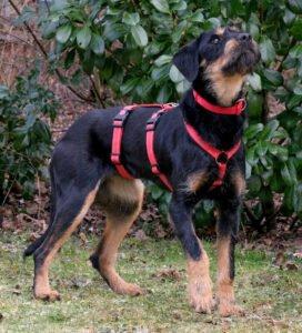 VERONA - weiblich 1 Jahr 52 cm 19 kg Mix Gechipt Kastriert