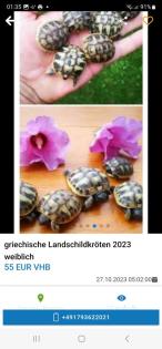 Griechische Landschildkröten Babys 2023 aus Hobbyzucht
