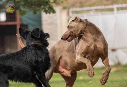 Zeus. aktiver, verträglicher Hundemann