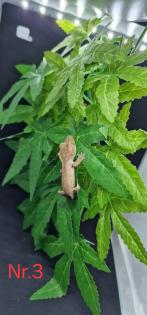 Correlophus ciliatus Kronengeckos 0. 0. 12