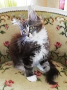 Maine Coon Kittenmädchen mit Stammbaum abgabebereit